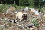 BOULEDOGUE FRANCAIS 044